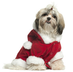 Shih Tzu puppy wearing Santa outfit, 9 months old, sitting