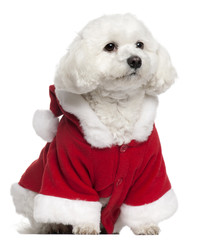 Maltese wearing Santa outfit, 5 years old, sitting