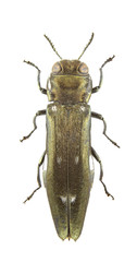 Agrilus ater