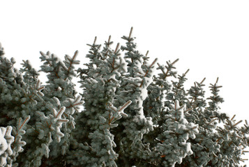 sapin
