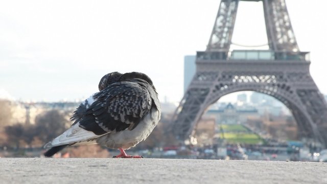 single pigeon against Eiffel Tower in Paris, France