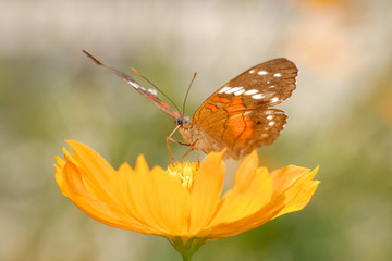Anartia amathea