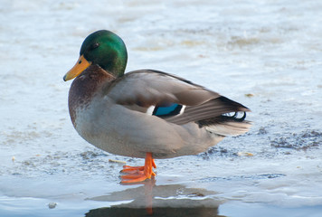 mallard duck standing on frozen lake