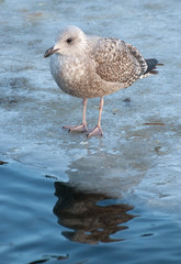 Obraz premium baby seagull standing on frozen pond