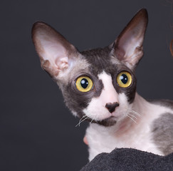 Cornish rex cat