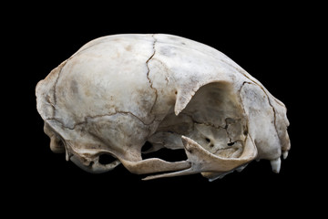 Cat skull