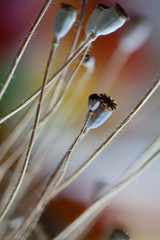 Herbstbild mit getrockneten Mohnkapseln