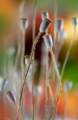 Herbstbild mit getrockneten Mohnkapseln