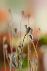 Herbstbild mit getrockneten Mohnkapseln