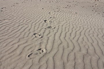 Spuren im Sand