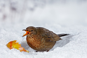 female Common Blackbird  feeding on an apple