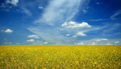 Obraz premium Rape field