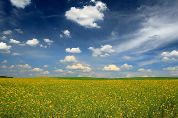 Obraz premium rape field