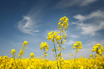 Obraz premium rape field