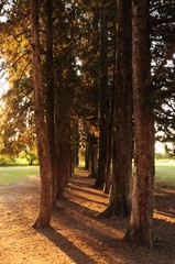 sendero de pinos