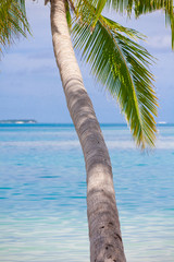 Holiday Paradise