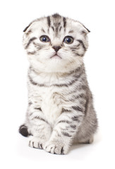 Fototapeta na wymiar Portrait kitty, scottish sort on white background
