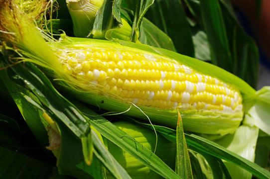 Ear of Corn at an Outdoor Market