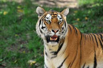 Fototapeta na wymiar Portait of Tiger