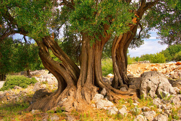 Olivenbaum Stamm - olive tree trunk 11