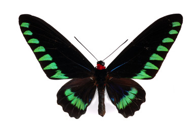 TROGONOPTERA BROOKIANA, Birdwing swallowtail