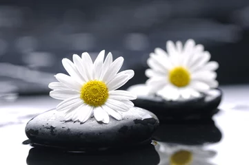 Foto op Plexiglas therapy stones with daisy flowers © Mee Ting