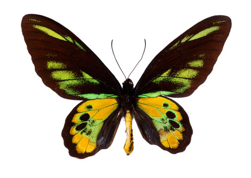 Green Birdwing Swallowtail. (Schoenbergia rothschild)
