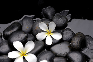 Obraz na płótnie Canvas therapy stones with Frangipani flowers