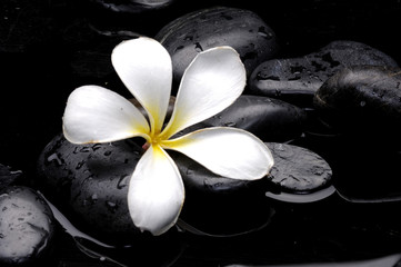 plumeria on pebbles