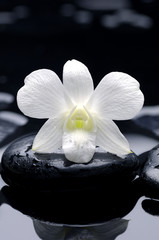 Fototapeta na wymiar white flower with stone reflection