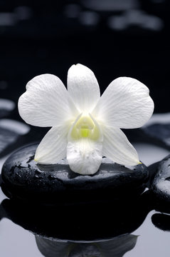 white flower with stone reflection