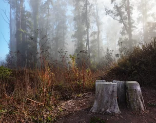 Foto op Plexiglas Morning fog in a wood  about San Francisco © Kushnirov Avraham