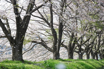 Fototapeta premium 桜並木