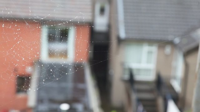 spiderweb waving by wind, Irish houses on background