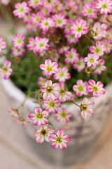 Fototapeta na wymiar Zarte rosa Blüten