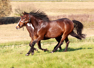 gemeinsamer Galopp - Westernpferde