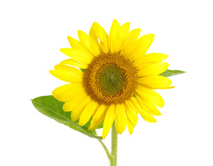 Obraz premium sunflower