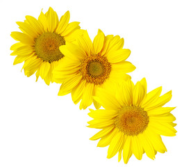 Obraz premium sunflower