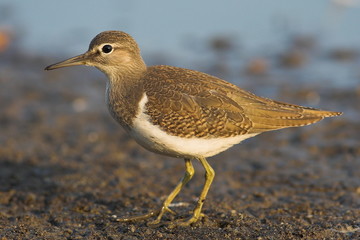 Common sandpiper