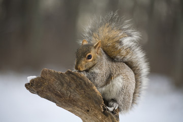 Fototapeta premium Tree squirrel in winter