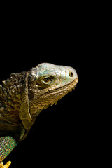 Iguana isolated on black