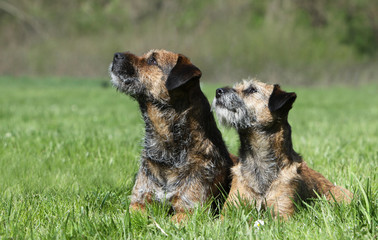 mimétisme des deux borders terriers