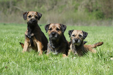 trois chiens de race border terrier d'âge différent