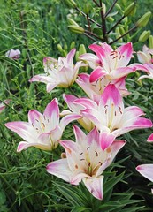 White flowers with pink petals