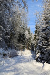 Winter im Bayerischen Wald