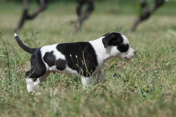 chiot amstaff de profil dans la nature