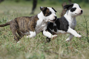 pas synchronis&eacute;s de deux chiots amstaff