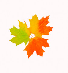 Circle of Life Leaves