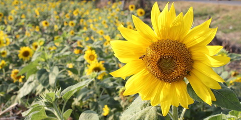 Obraz premium Sunflower