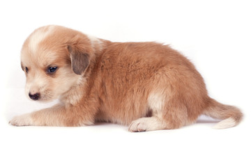 Obraz premium Little cute dog, isolated on white background.